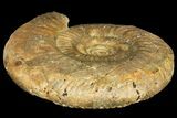 Parkinsonia Dorsetensis Ammonite - England #131898-2